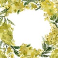 Mimosa, yellow plants, leaves and flowers, frame wreath, botanical illustration